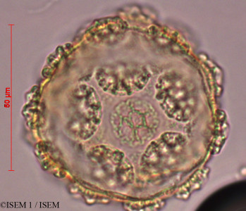ISEM 1/Delostoma_integrifolium_29324/Delostoma_integrifolium_29324_0001(copy)_thumb.jpg